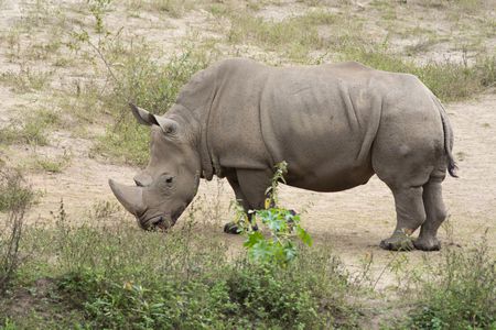 ستقرأ هنا معلومات عن وحيد القرن وهذه صورة له