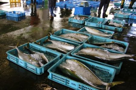 لماذا تزداد أسعار الأسماك؟