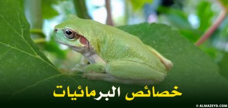 خصائص البرمائيات