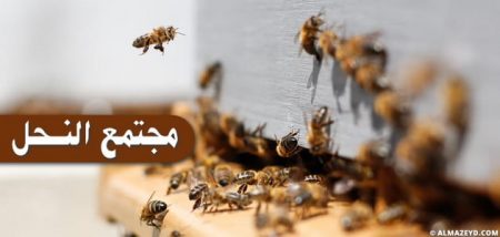 بحث حول مجتمع النحل