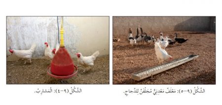 تلخيص وحل أسئلة درس: الطيور المنزلية المنتجة – التربية المهنية للصف الرابع – الفصل الثاني
