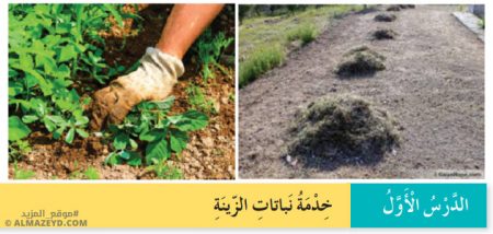 تلخيص وحل أسئلة درس: خدمة نباتات الزينة – التربية المهنية – 6 ابتدائي «أردني» الفصل الأول