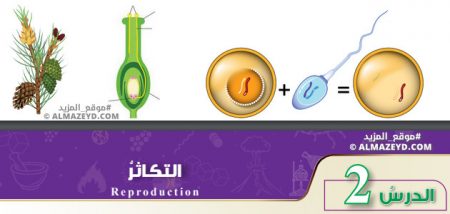 تلخيص وحل أسئلة درس: التكاثر – علوم 8 أساسي «أردني» الفصل الأول