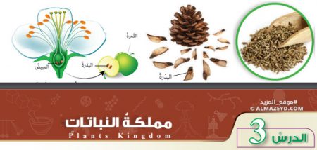 تلخيص وحل أسئلة درس: مملكة النباتات – علوم 7 أساسي «أردني» الفصل الأول