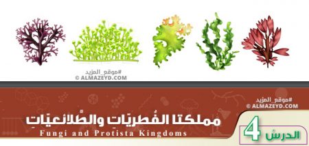 تلخيص وحل أسئلة درس: مملكتا الفطريات والطلائعيات – علوم 7 أساسي «أردني» الفصل الأول