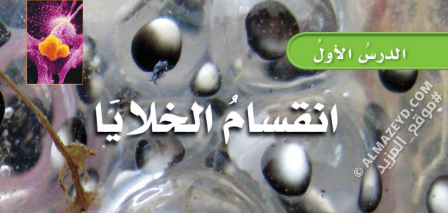 تلخيص ومراجعة درس: انقسام الخلايا – علوم 6 ابتدائي «سعودي» الفصل الدراسي الأول