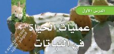 تلخيص ومراجعة درس: عمليات الحياة في النباتات – علوم 6 ابتدائي «سعودي» الفصل الدراسي الأول