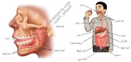 تلخيص وشرح درس الجهاز الهضمي والمواد الغذائية – ثاني متوسط