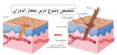 تلخيص وشرح درس جهاز الدوران – ثاني متوسط