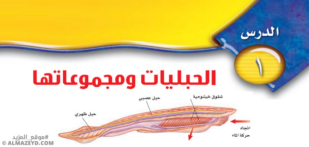 تلخيص وحل أسئلة درس «الحبليات ومجموعاتها» علوم أول متوسط «سعودي» فـ٣