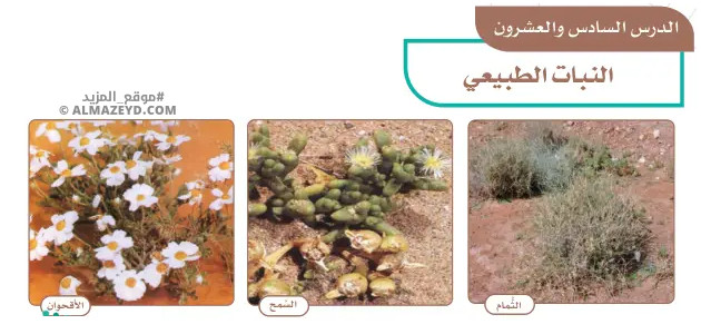 تلخيص وحل أسئلة درس «النبات الطبيعي» اجتماعيات خامس ابتدائي «سعودي» فـ٣
