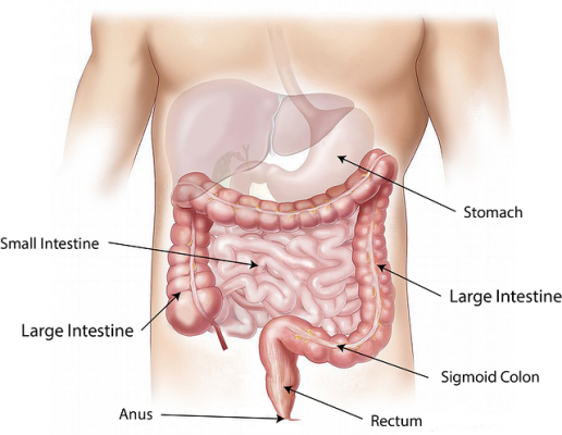 صورة, البطن , القولون,Abdomen,Colon