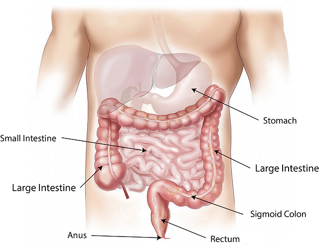 صورة, البطن , القولون,Abdomen,Colon