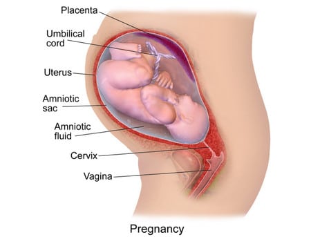 الحمل ، الحامل ، صورة