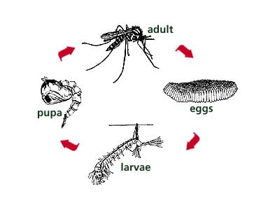 دورة حياة , بعوضة النمر الآسيوي
