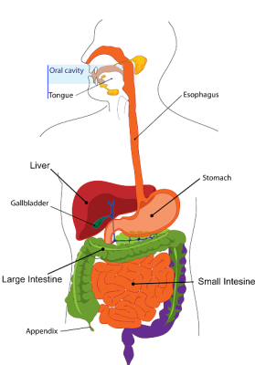 الزائدة الدودية , صورة,Appendix