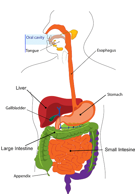 الزائدة الدودية , صورة,Appendix