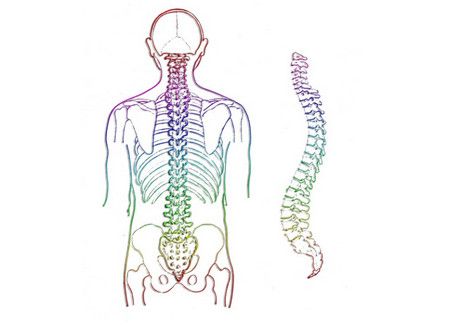 العمود الفقري ،الإنسان،صورة