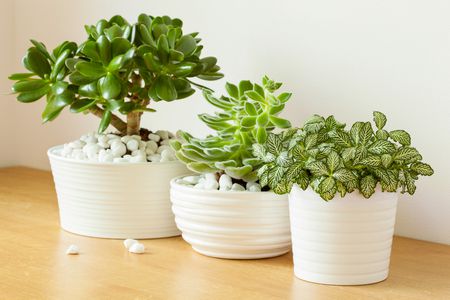 النباتات التي تتحمل البرودة , Crassula ovata