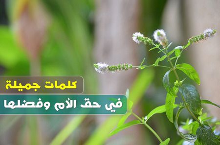 كلمات جميلة في حق الأم وفضلها وواجب الأبناء نحوها