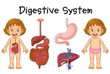 صورة , الجهاز الهضمي , أمراض الجهاز الهضمي