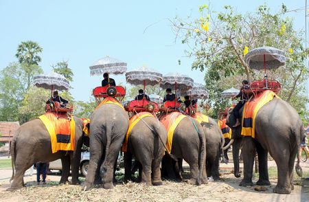 Elephant ,Sri Lanka, الأفيال ، سريلانكا ، صورة