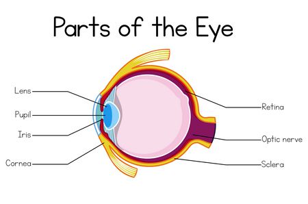 صورة , عين , العصب البصري