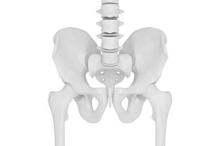 مفصل الورك , صورة, Hip joint