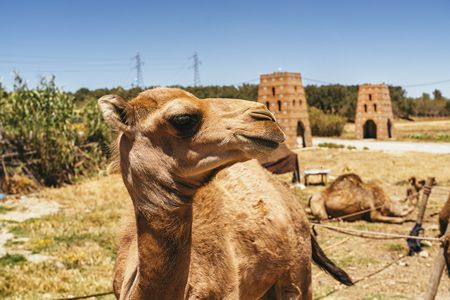 كيف تجذب السياح إلى مصر