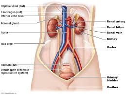 الكلى ، المسالك البولية ، الفشل الكلوي ، 