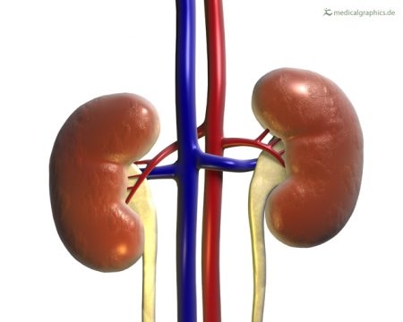 رمال الكلى ، صورة ، كلية ، kidneys 