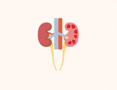Kidneys، أهمية الكلى ، صورة