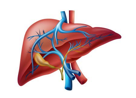 تليف الكبد , Liver fibrosis , صورة