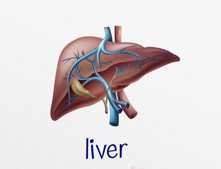 مرض , تليف الكبد , Liver fibrosis , صورة