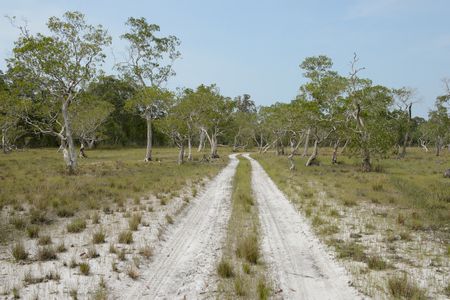 زيت شجرة الشاي , Melaleuca , صورة