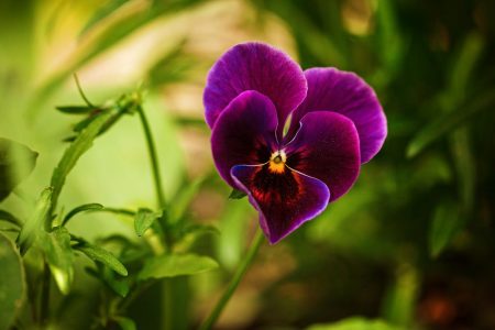Pansy