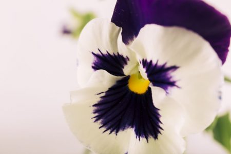 Pansy Photo