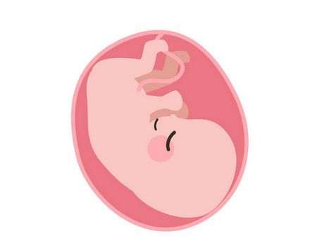 الحمل، الرحم، الجنين، صورة