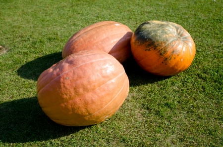 Pumpkin،اليقطين،صورة