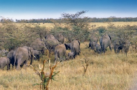 الحديقة الوطنية سيرينجيتي ، جبل كليمنجارو ، المعالم السياحية ، الحيوانات النادرة ، تنزانيا