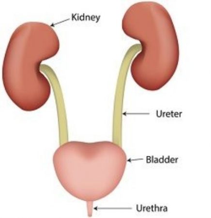 سلسل البول ، عضلات الحوض ، الجهاز البولي ، المثانة 