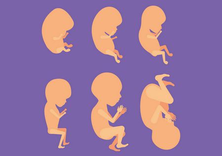 مراحل تكوين الجنين منذ الشهر الأول