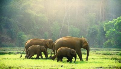 صورة , تايلاند , الفيلة , السياحة