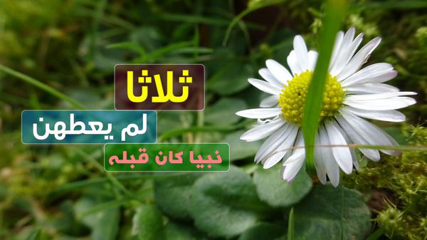 رحلة الإسراء والمعراج , سدرة المنتهى , النبي