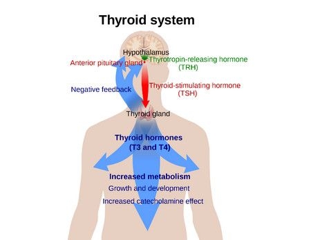الغدة الدرقية , Thyroid System , مرض