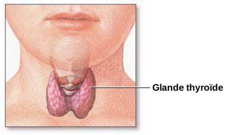 الغدة الدرقية،Thyroid