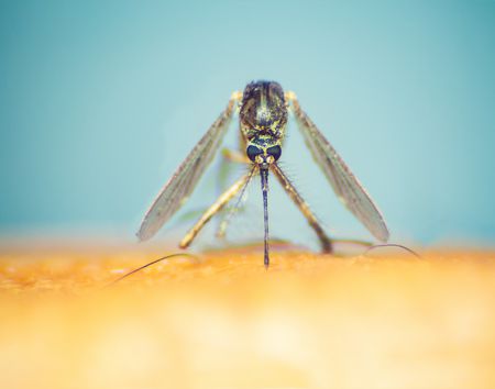 malaria , مرض الملاريا , علاج , صورة