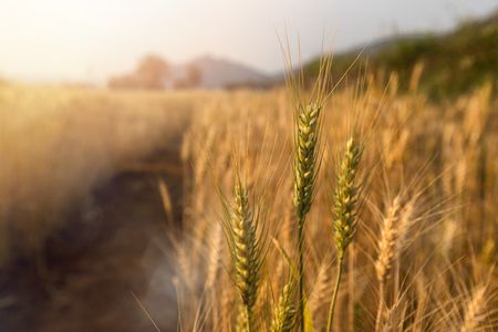 حساسية القمح ، Wheat Allergy ، صورة