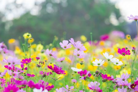 قصة قصيرة , أهمية الأزهار , النبات, flower field , flowers , صورة