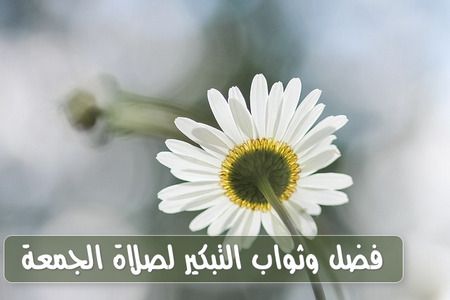 ثواب التبكير لصلاة الجمعة